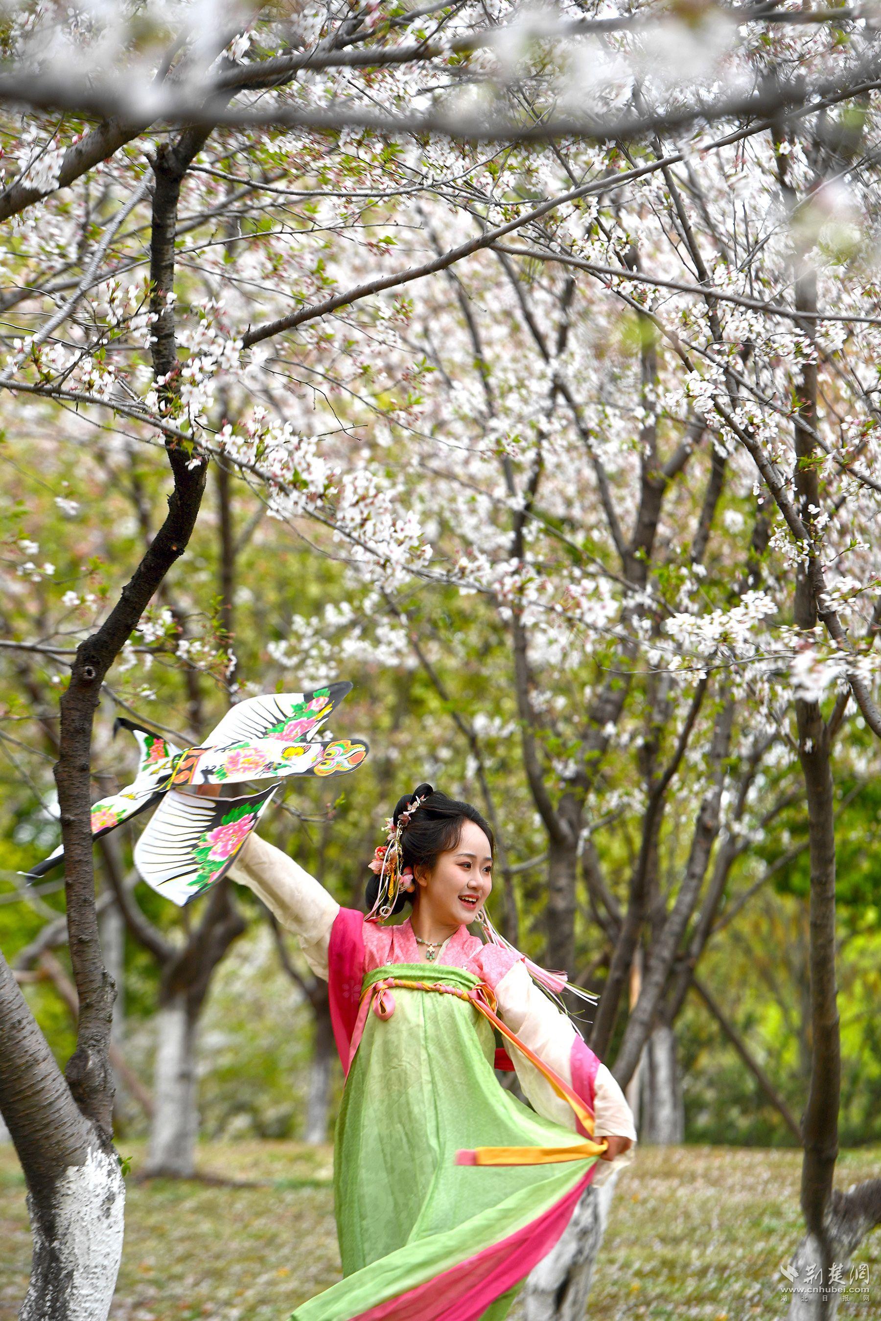堤角公園園內(nèi)不少身著漢服、帶齊拍攝裝備的博主前來打卡拍照，將賞花美圖發(fā)布在社交平臺上，帶火“賞櫻”熱度-2.jpg.jpg